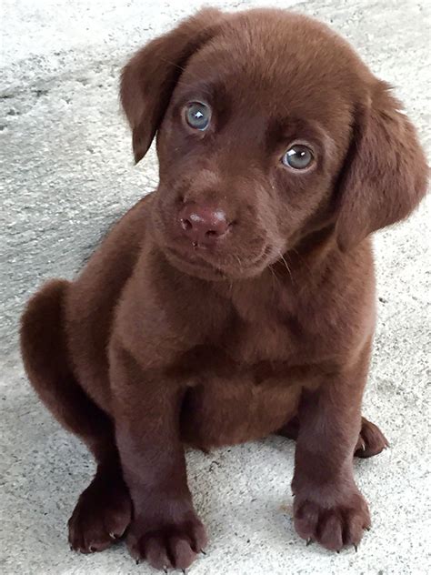 Dec 19, 2023 · Chocolate Lab puppies are playful, energetic, and have a rich, brown coat. They are part of the Labrador Retriever breed, known for their friendly and gentle nature. Temperament: These puppies are extremely sociable and thrive in family environments. They are known for being patient and good with children. 
